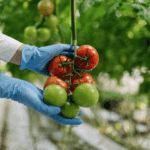 Tomates rouges et vertes sur pied, mains gantées.
