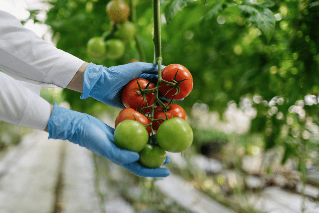 Tomates rouges et vertes sur pied, mains gantées.